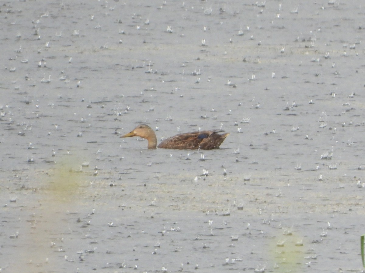 Mottled Duck - ML622401944