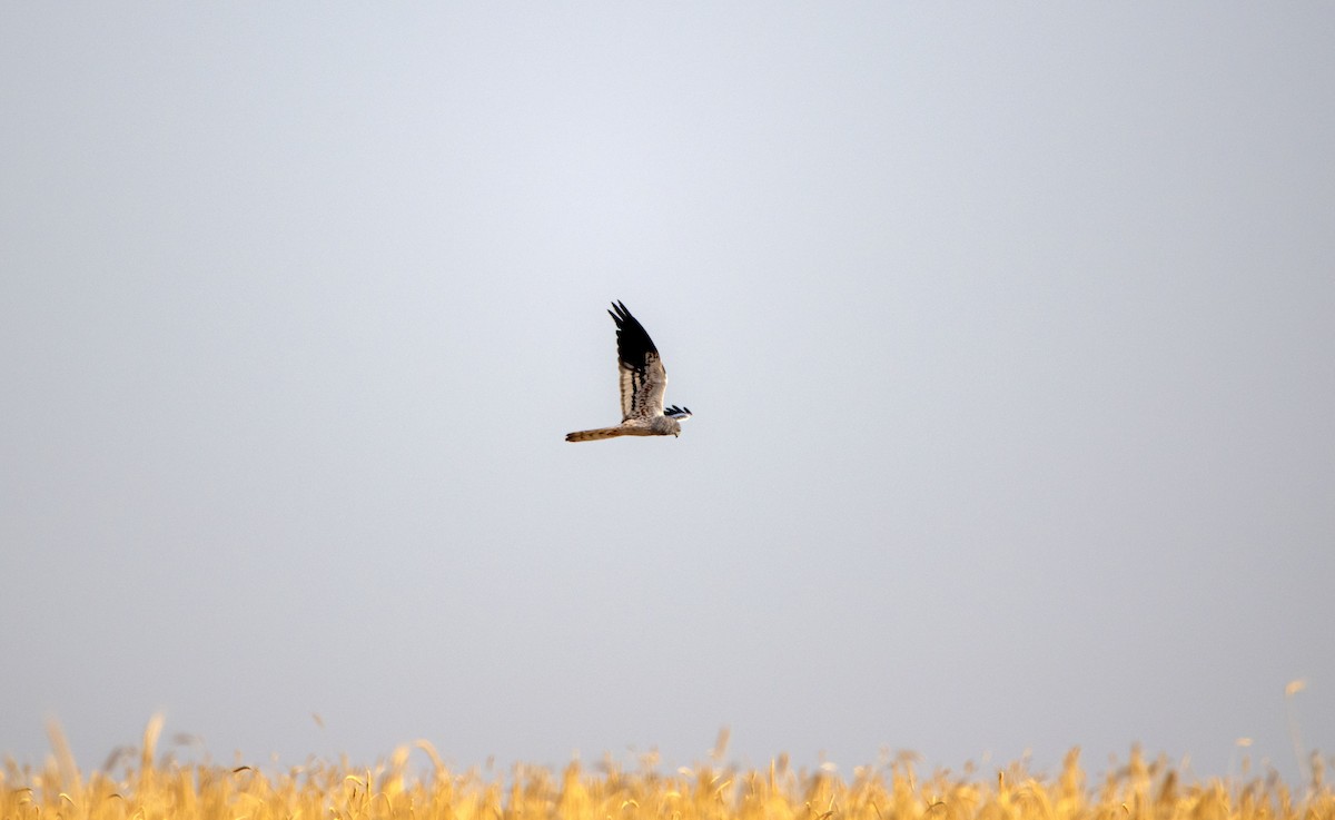 Montagu's Harrier - JoseLuis Bejar Seguido