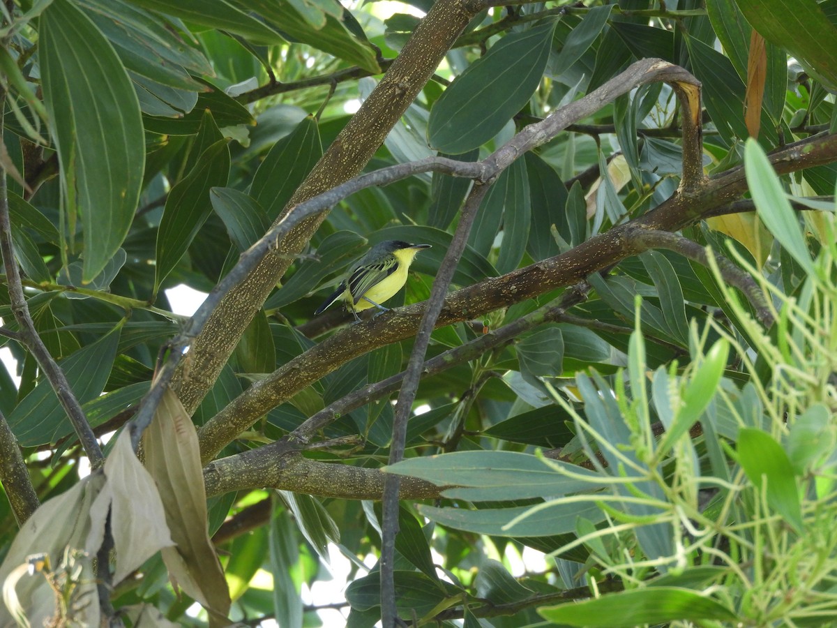 Common Tody-Flycatcher - ML622401949