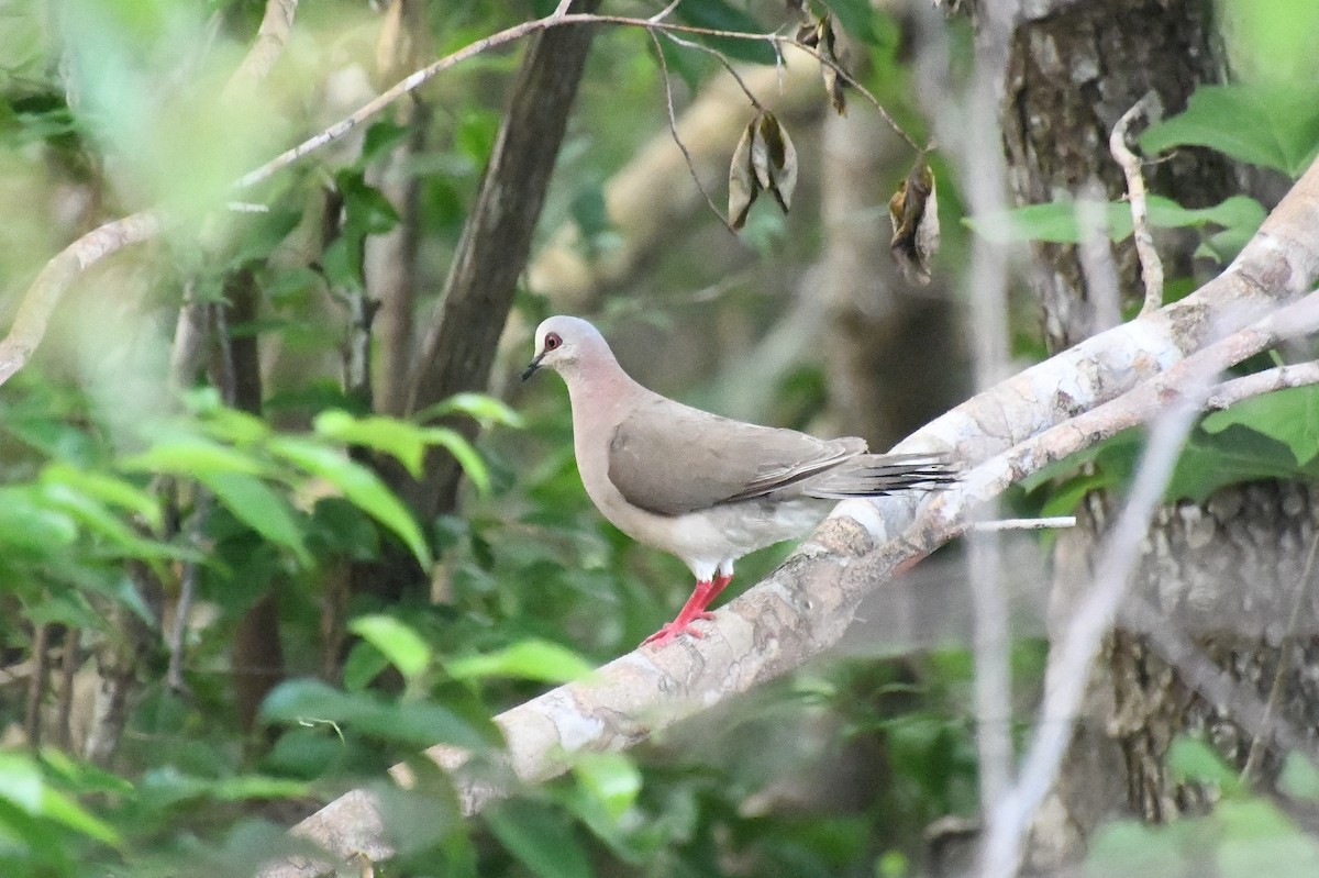 Caribbean Dove - ML622401950