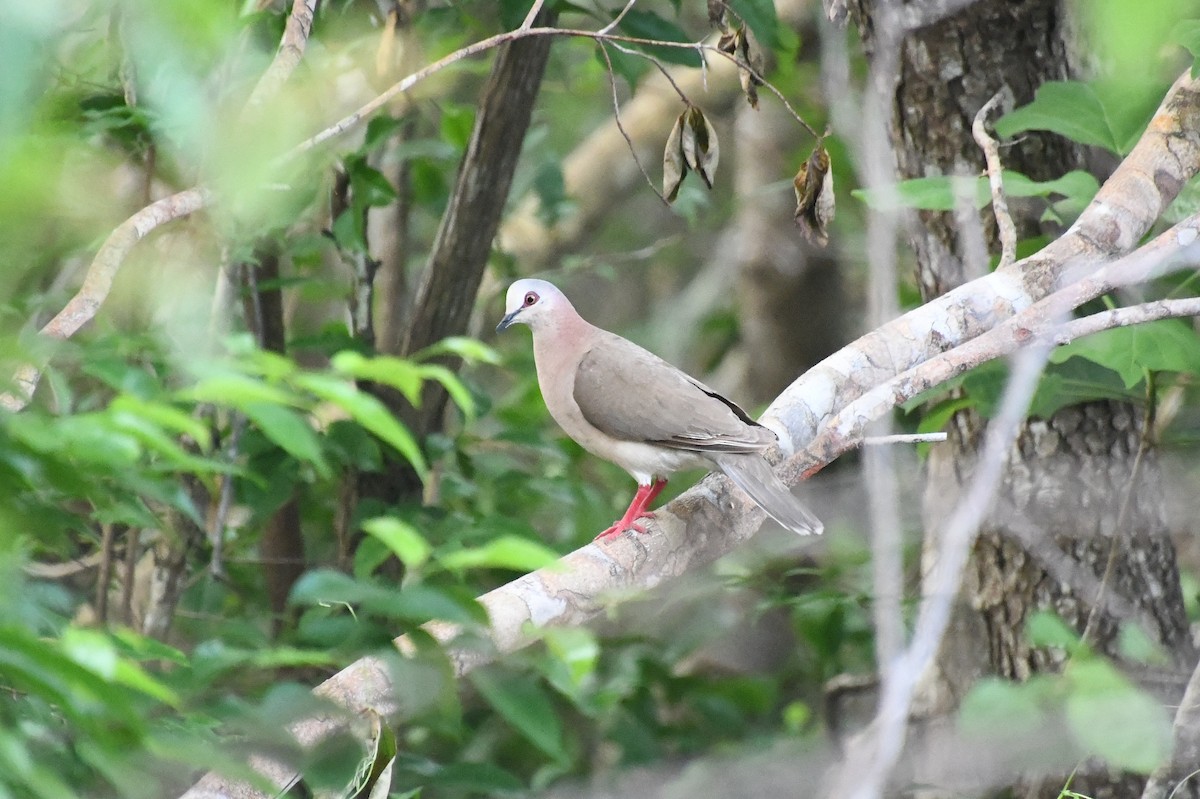 Caribbean Dove - ML622401951