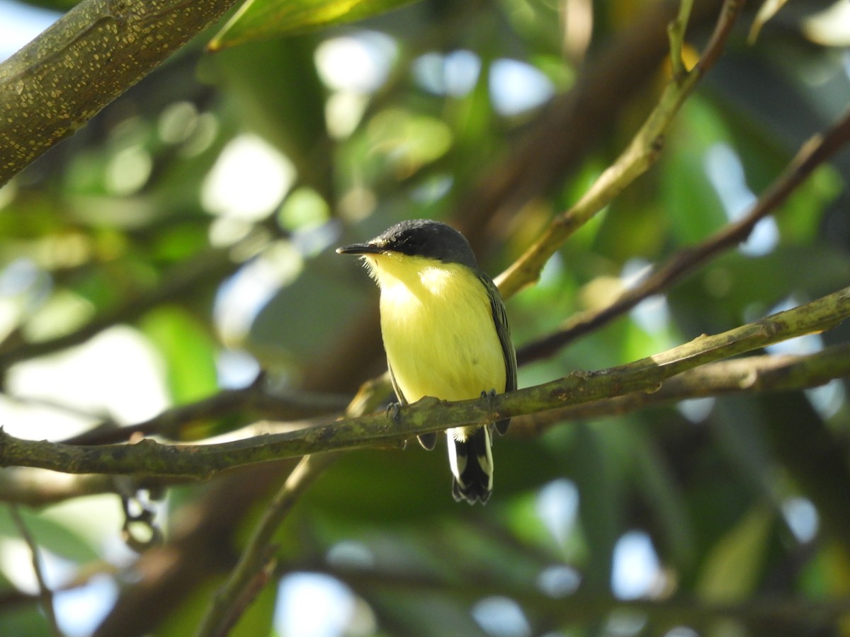 Common Tody-Flycatcher - ML622401961