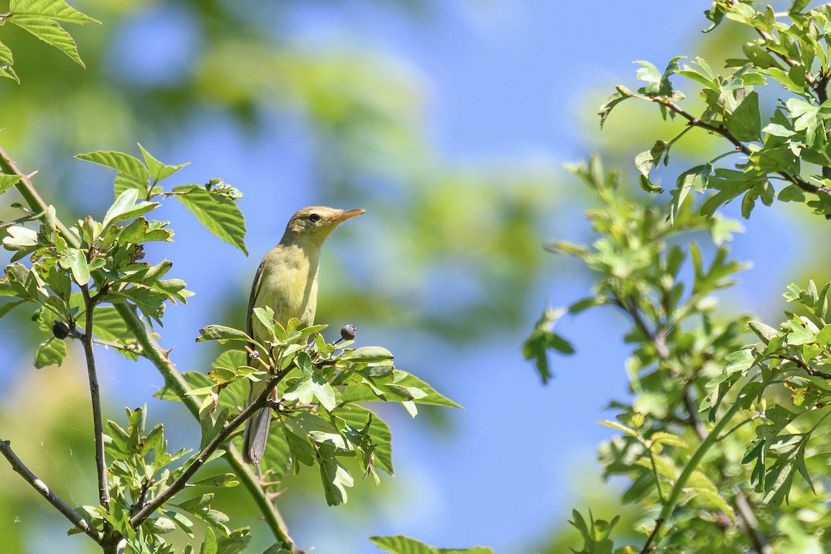 Melodious Warbler - ML622401982