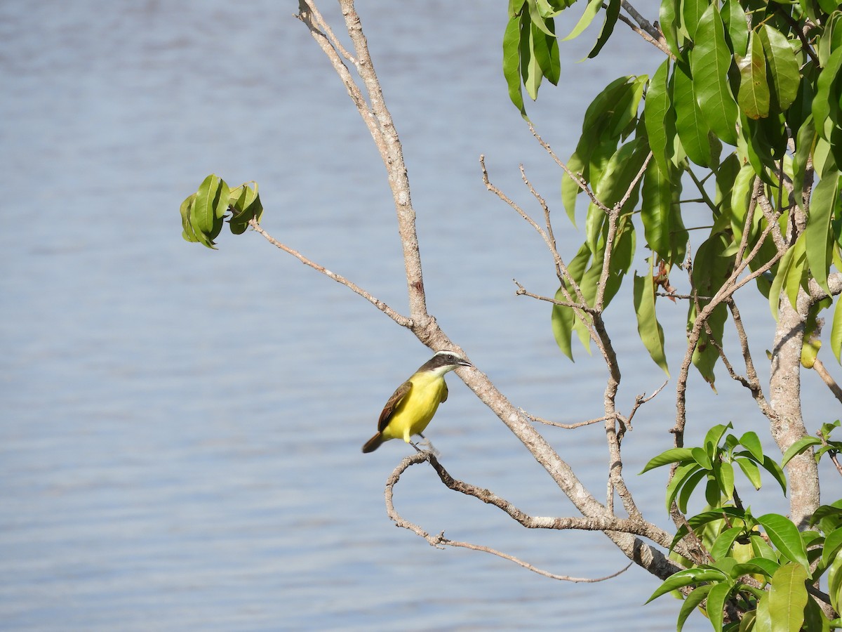 Great Kiskadee - ML622401987