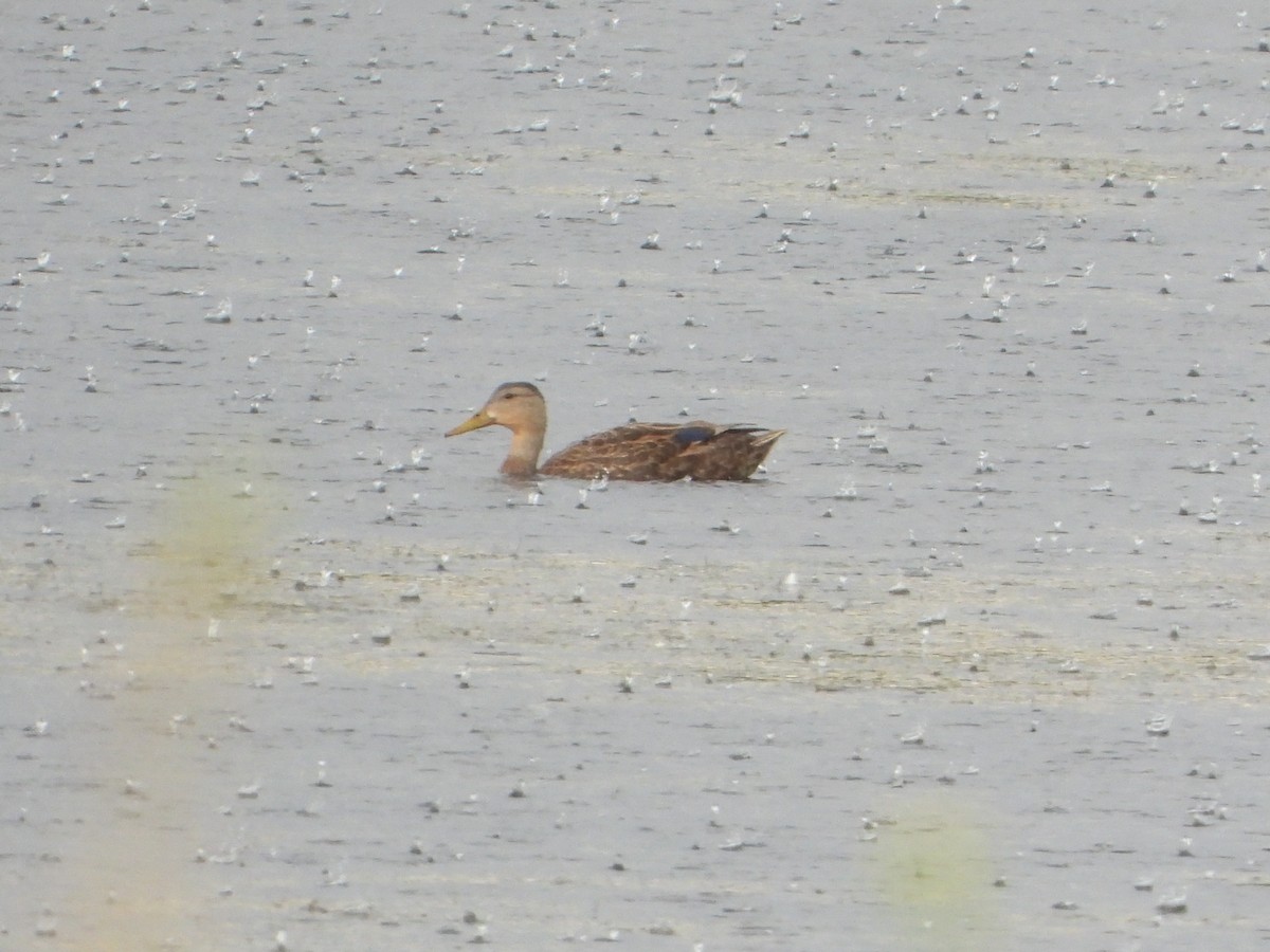 Mottled Duck - ML622401997