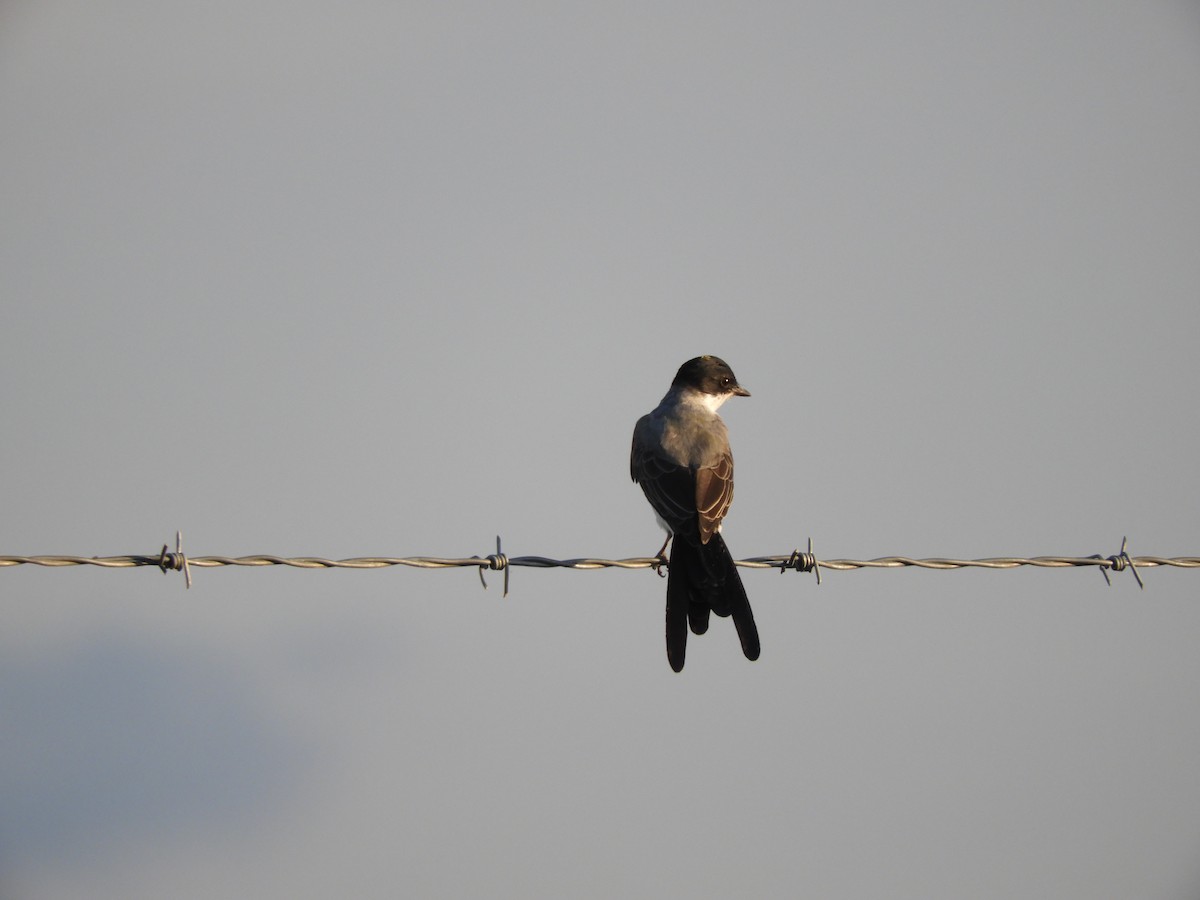 Fork-tailed Flycatcher - ML622402055