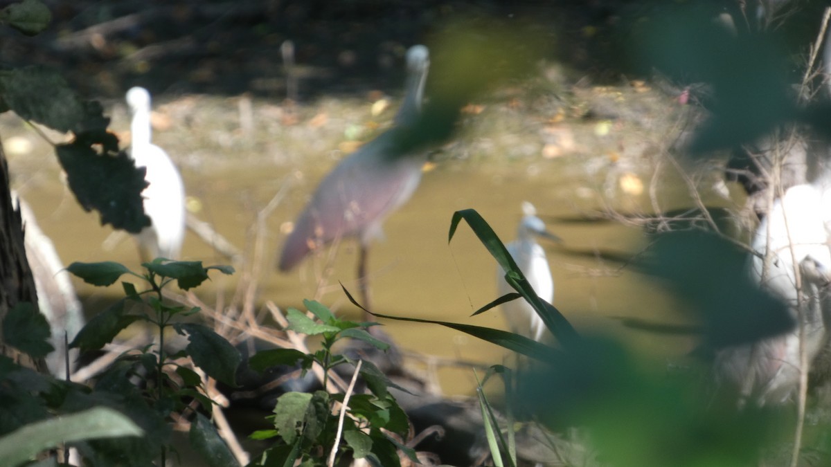 Roseate Spoonbill - ML622402074