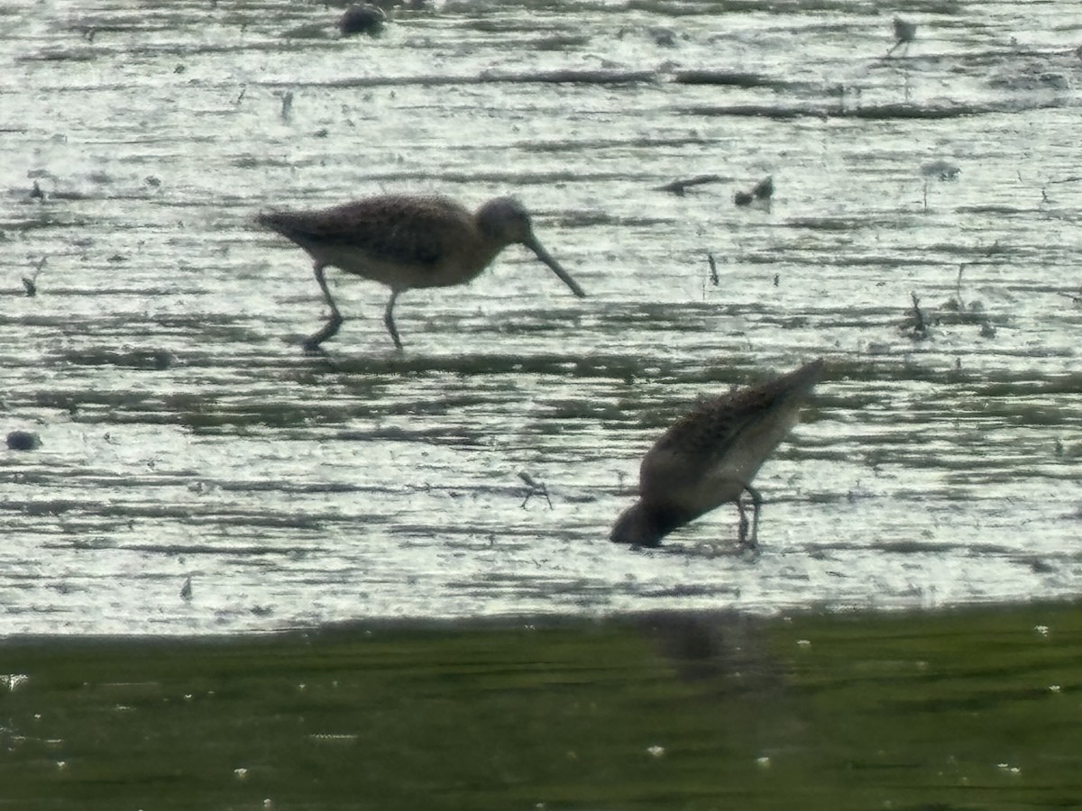 Short-billed Dowitcher - ML622402085