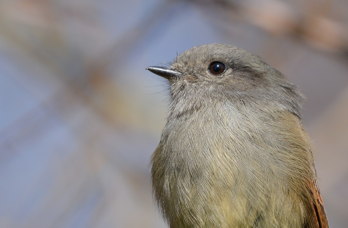 Patagonian Tyrant - ML622402113