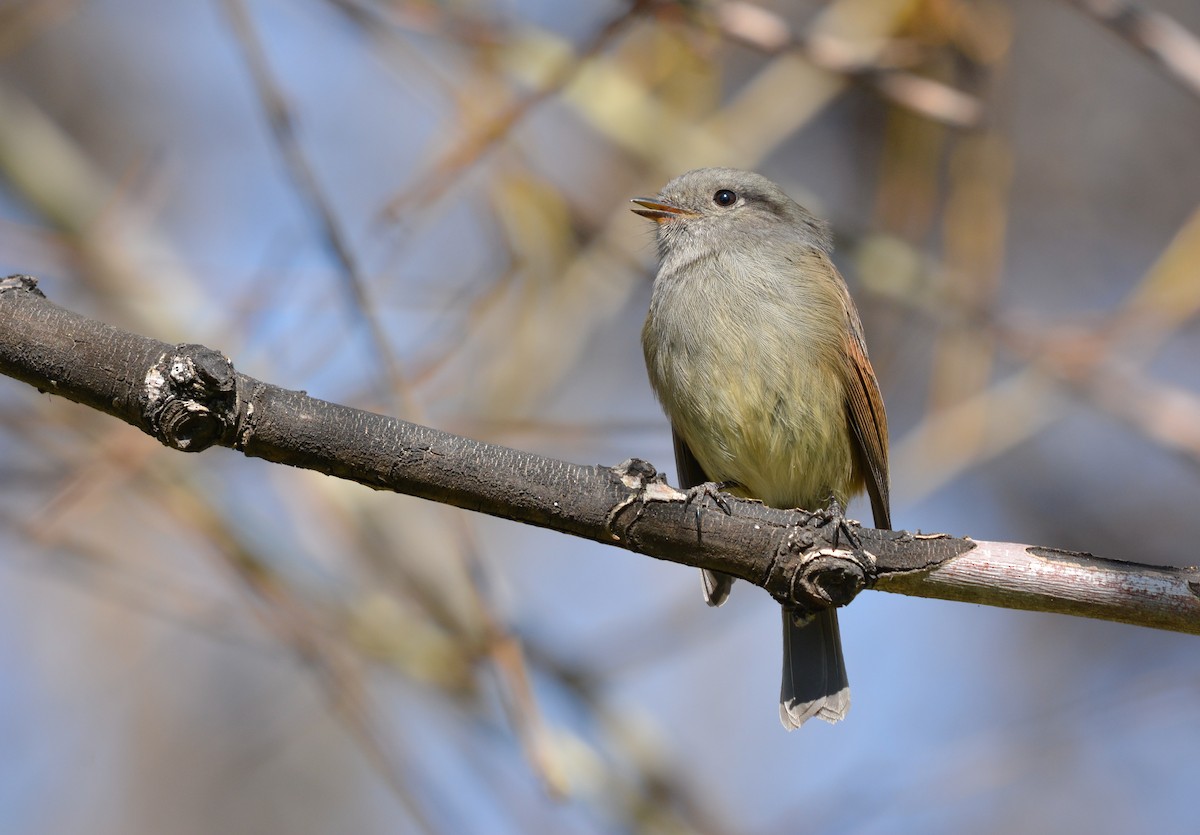 Patagonian Tyrant - ML622402114