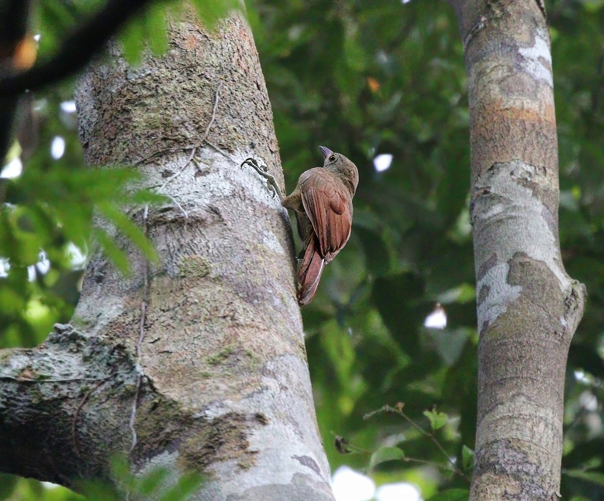 Uniform Woodcreeper - ML622402128