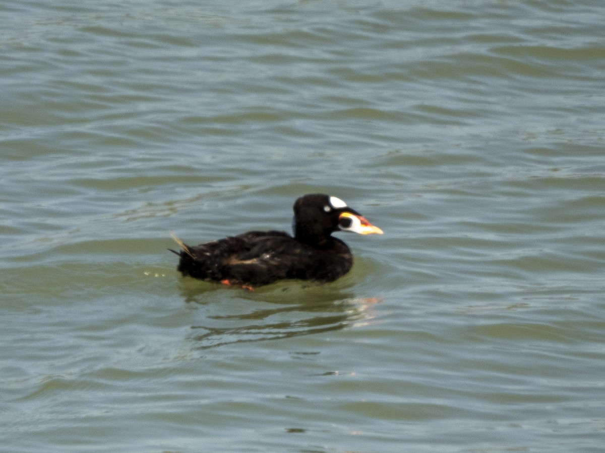 Surf Scoter - ML622402151