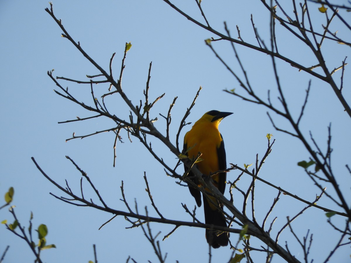 Oriole Blackbird - ML622402193