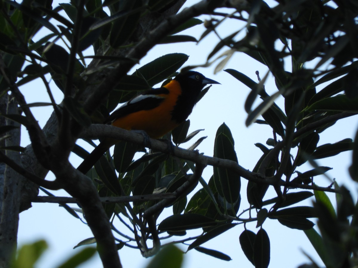 Venezuelan Troupial - ML622402208