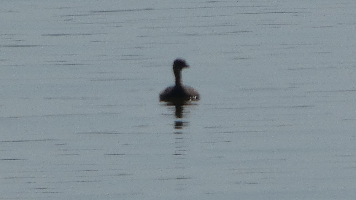 Pied-billed Grebe - ML622402216