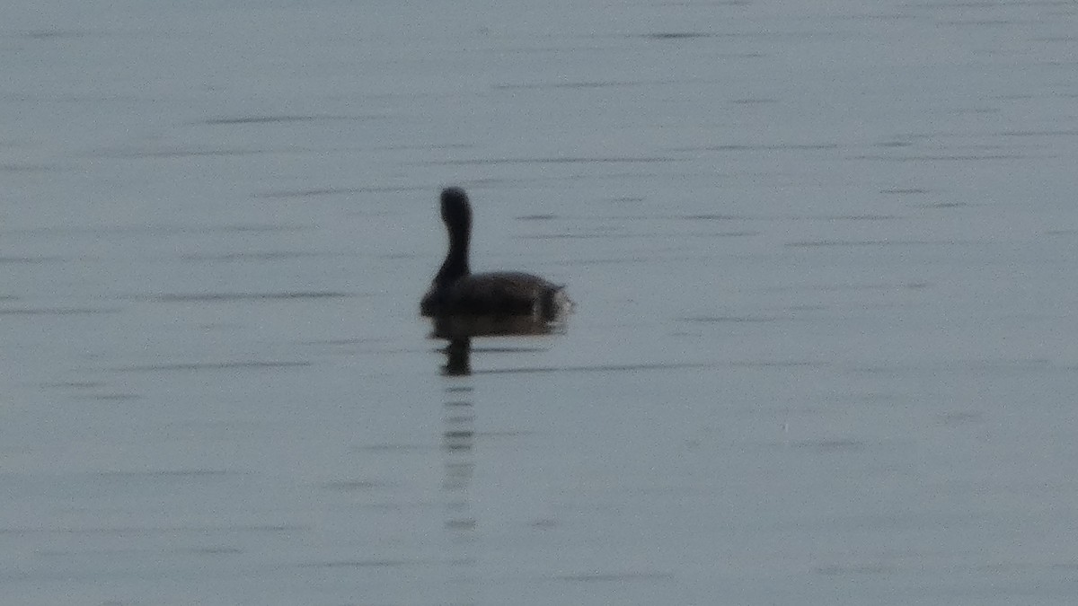 Pied-billed Grebe - ML622402217