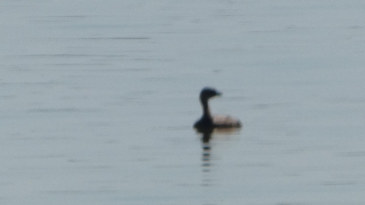 Pied-billed Grebe - ML622402219