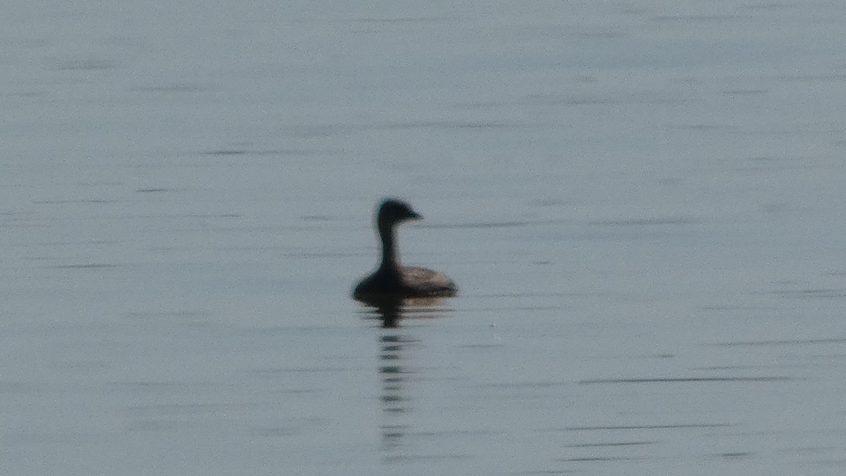 Pied-billed Grebe - ML622402220