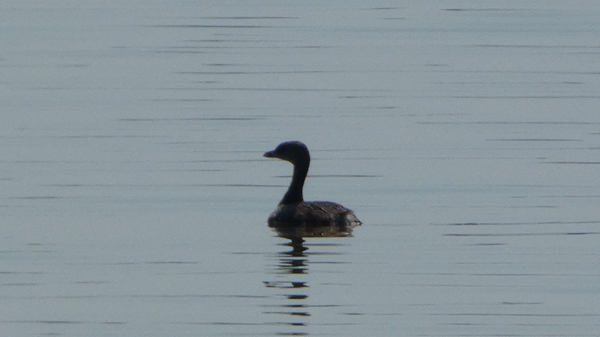 Pied-billed Grebe - ML622402221