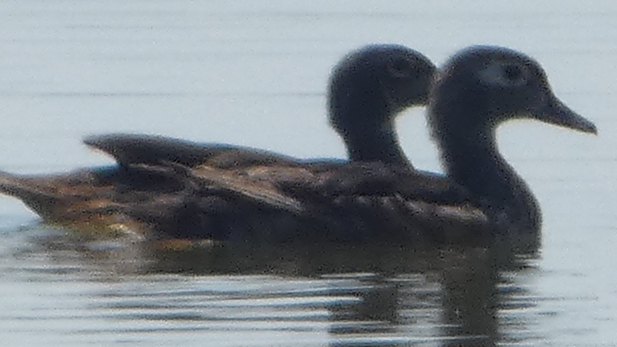 Wood Duck - ML622402261