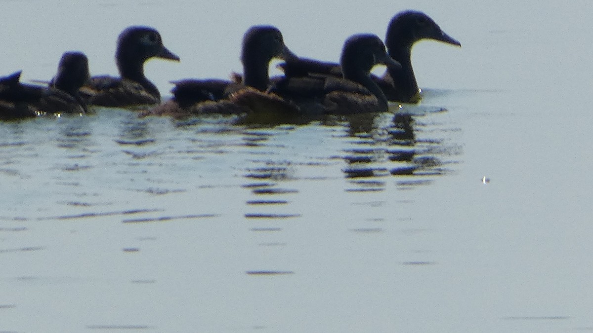 Wood Duck - ML622402262