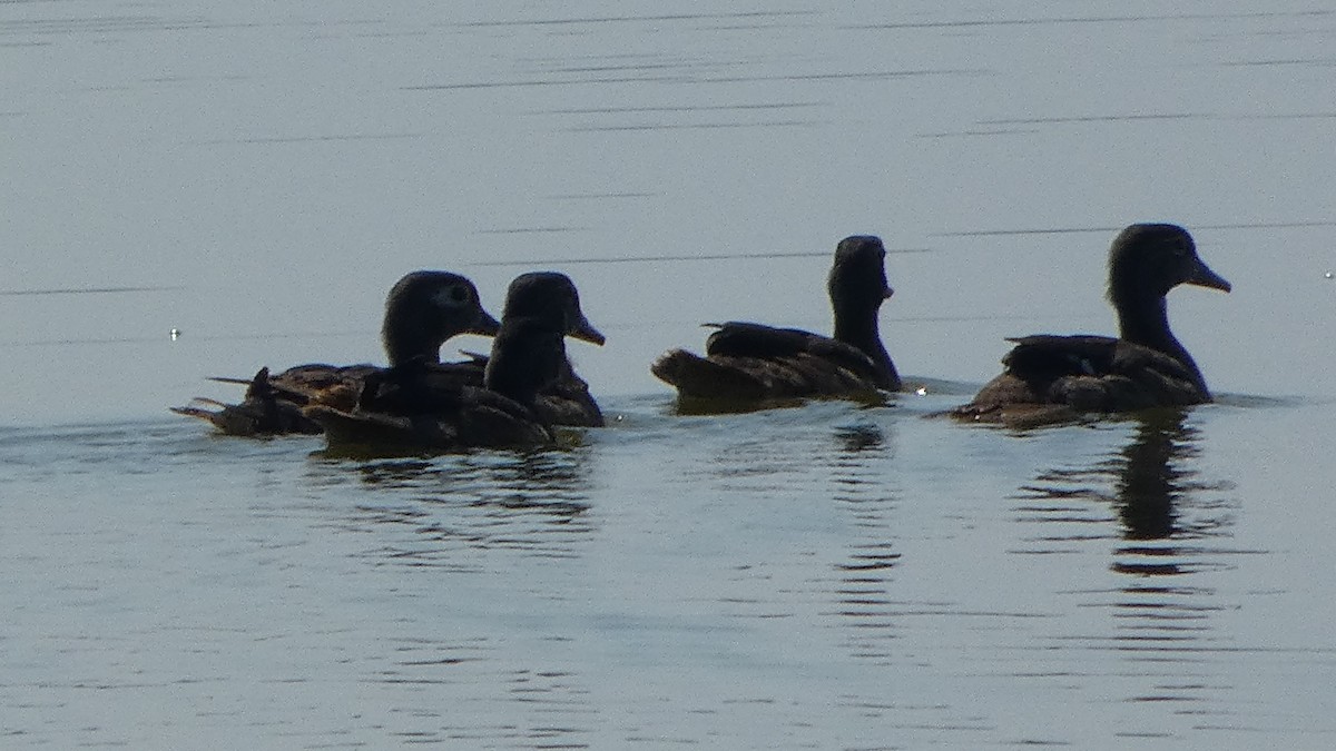 Wood Duck - ML622402264