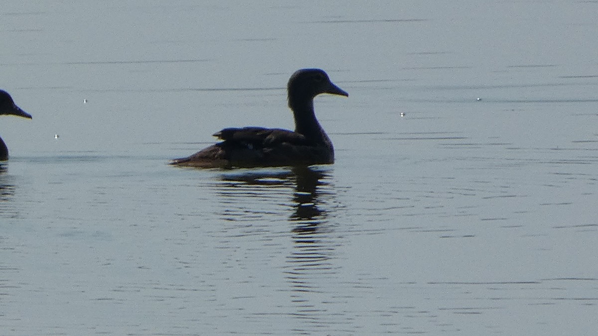 Wood Duck - ML622402266