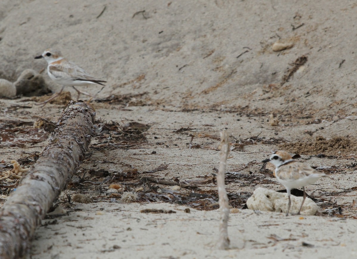 Malaysian Plover - ML62240231