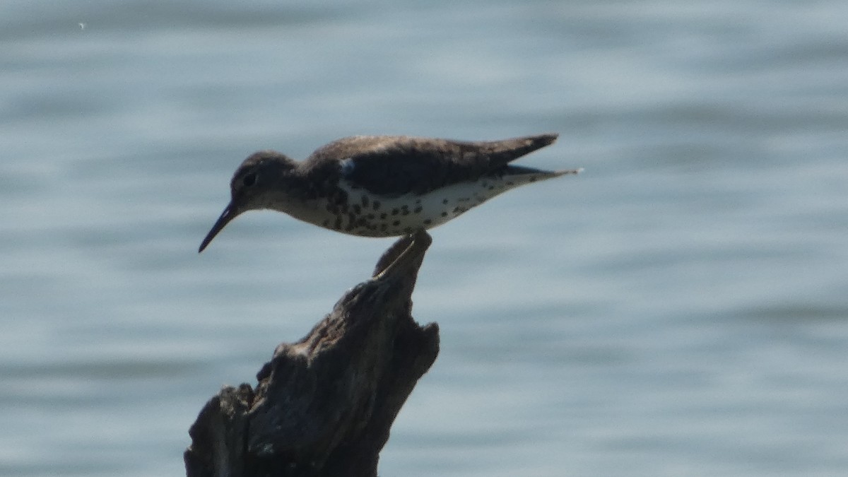 Spotted Sandpiper - ML622402320