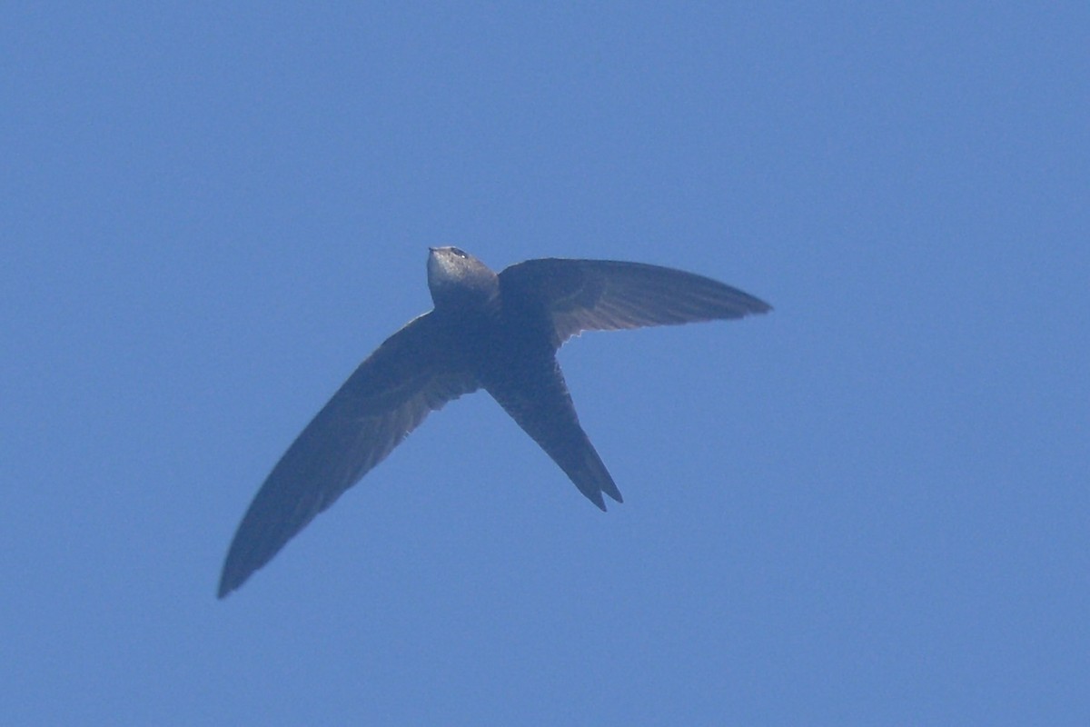 African Swift (African) - Sarel Snyman