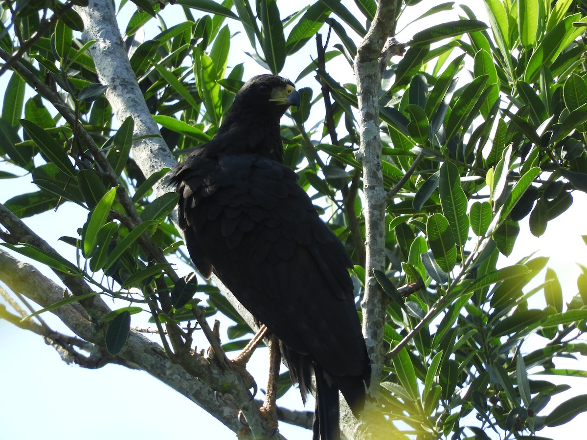 Great Black Hawk - Carlos Andrés Rodríguez Parra