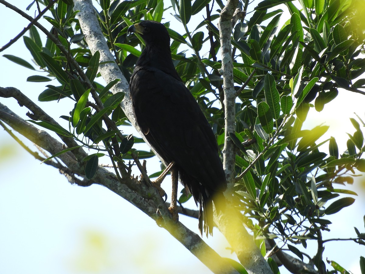 Great Black Hawk - ML622402380