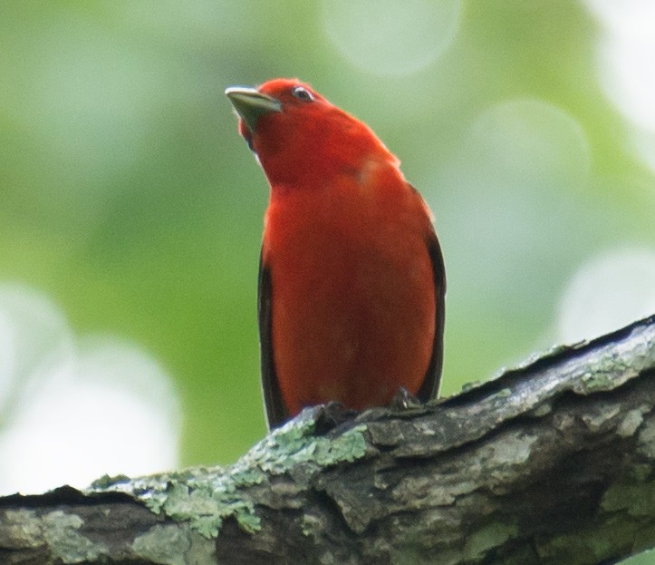 Scarlet Tanager - ML62240241