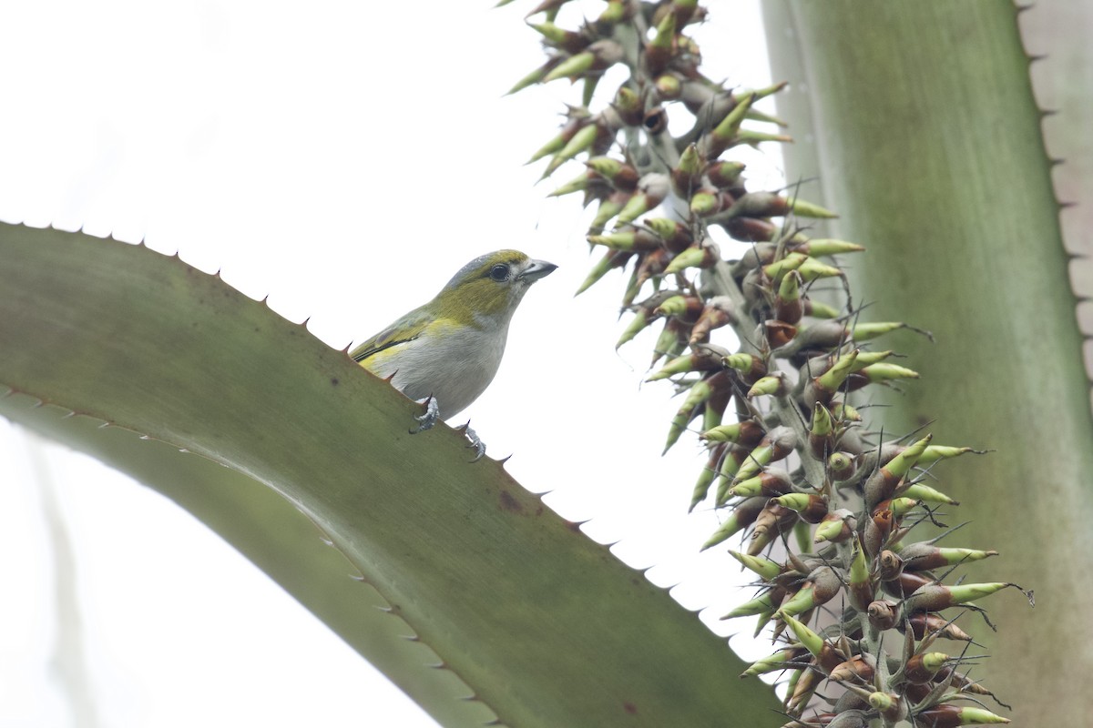 Golden-bellied Euphonia - ML622402428