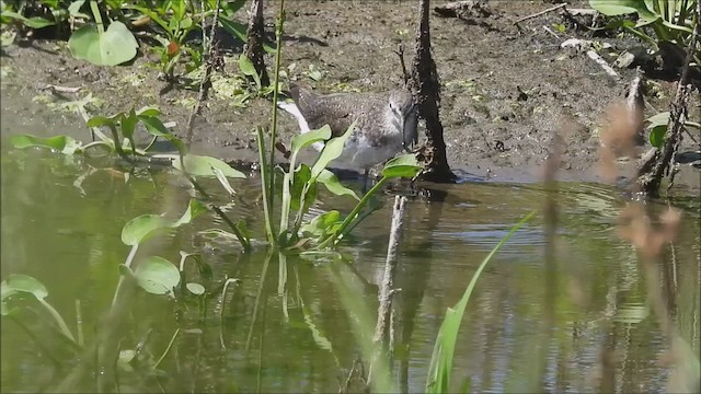 Green Sandpiper - ML622402436