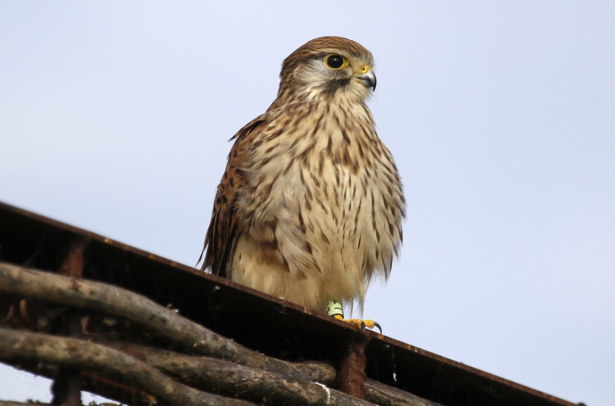 Eurasian Kestrel - ML622402503