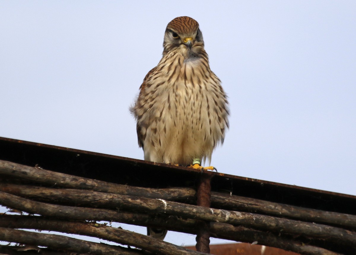 Eurasian Kestrel - ML622402504