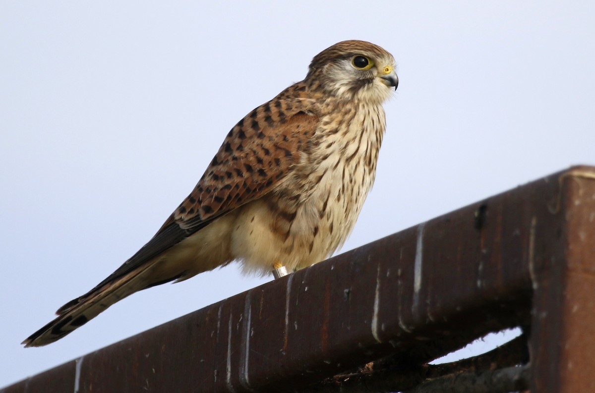 Eurasian Kestrel - ML622402506