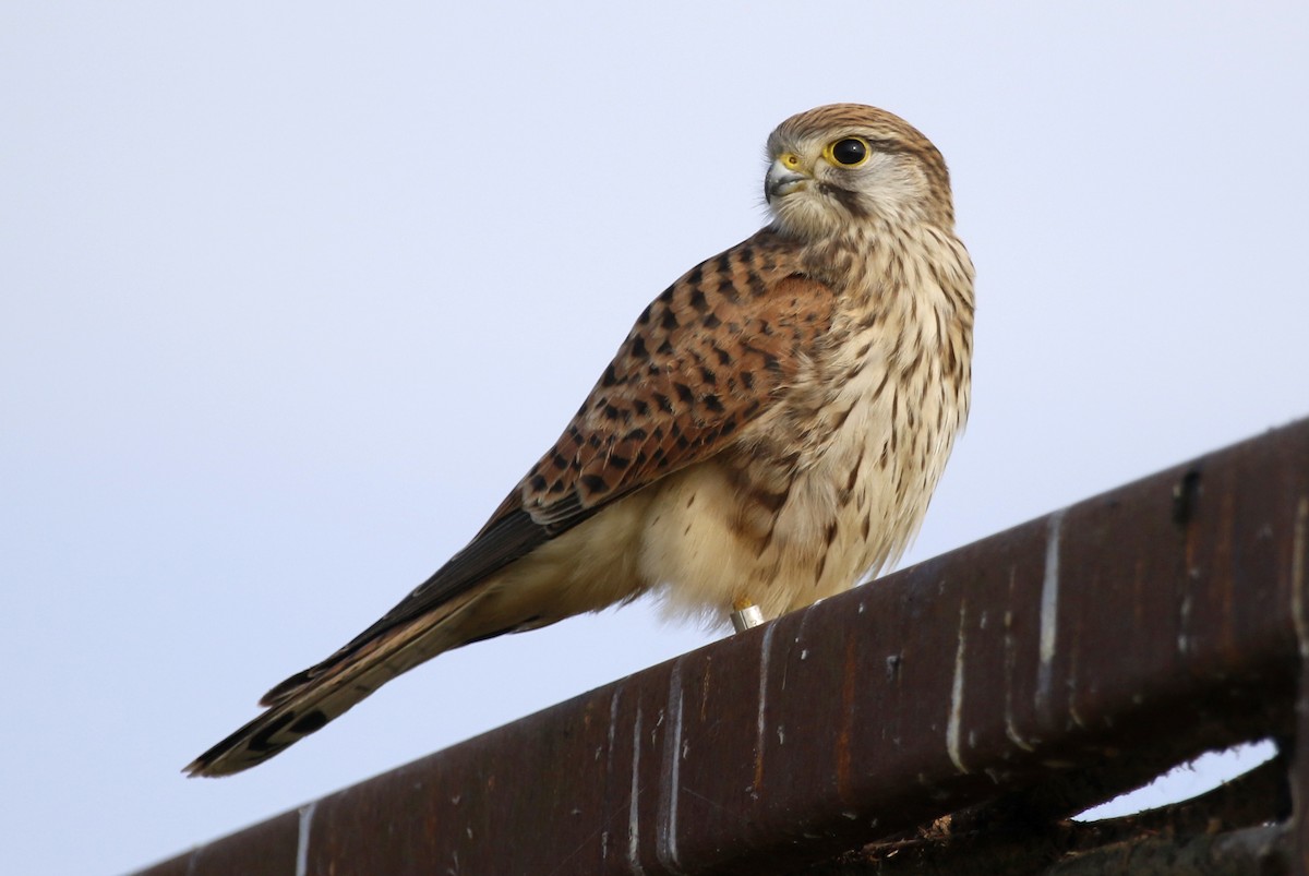 Eurasian Kestrel - ML622402509