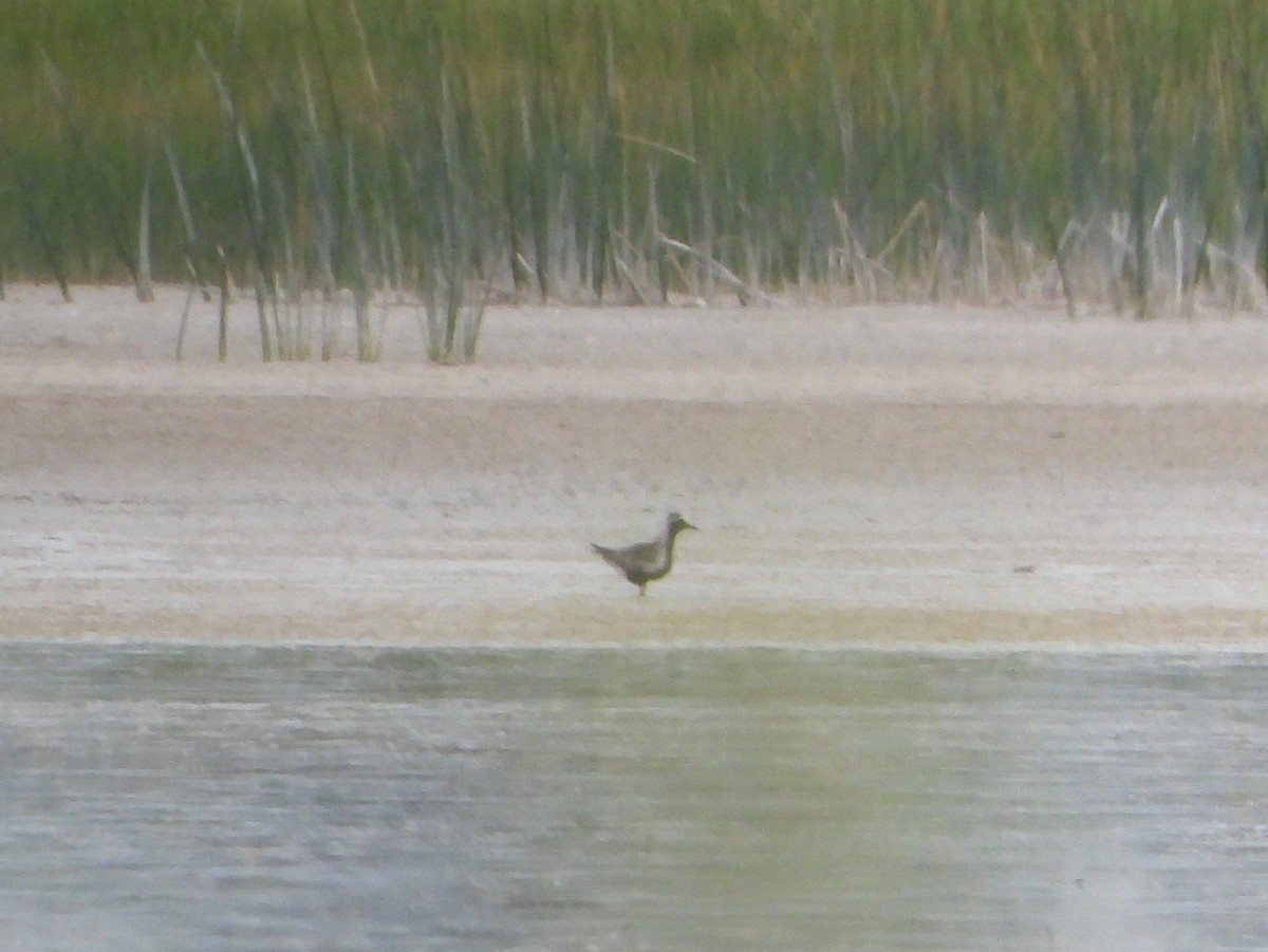 Black-bellied Plover - ML622402524