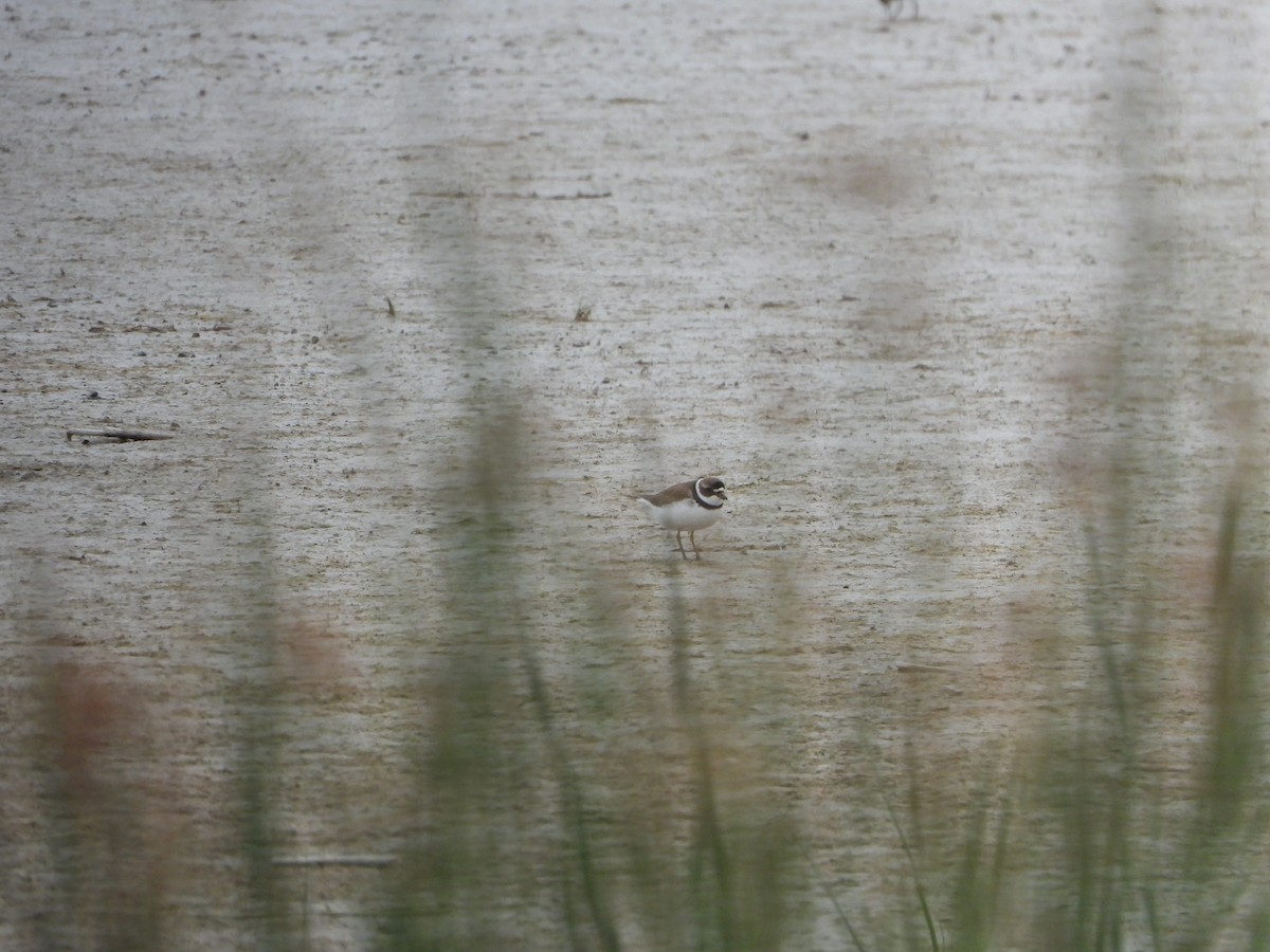 Semipalmated Plover - ML622402534