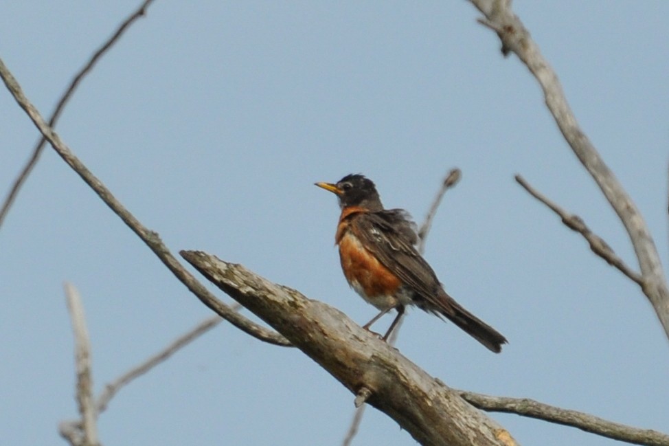 American Robin - Maryse Neukomm