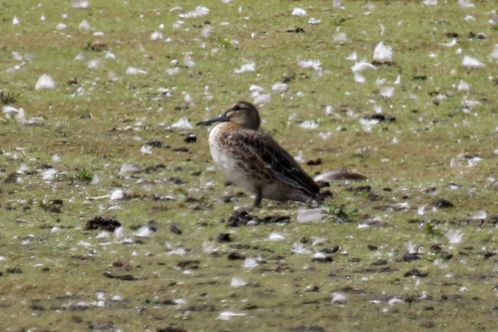 Garganey - ML622402577