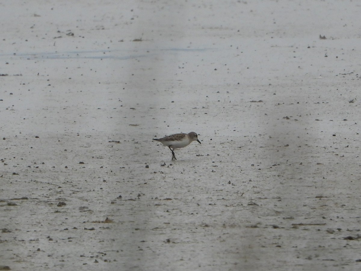 Semipalmated Sandpiper - Cole Sage