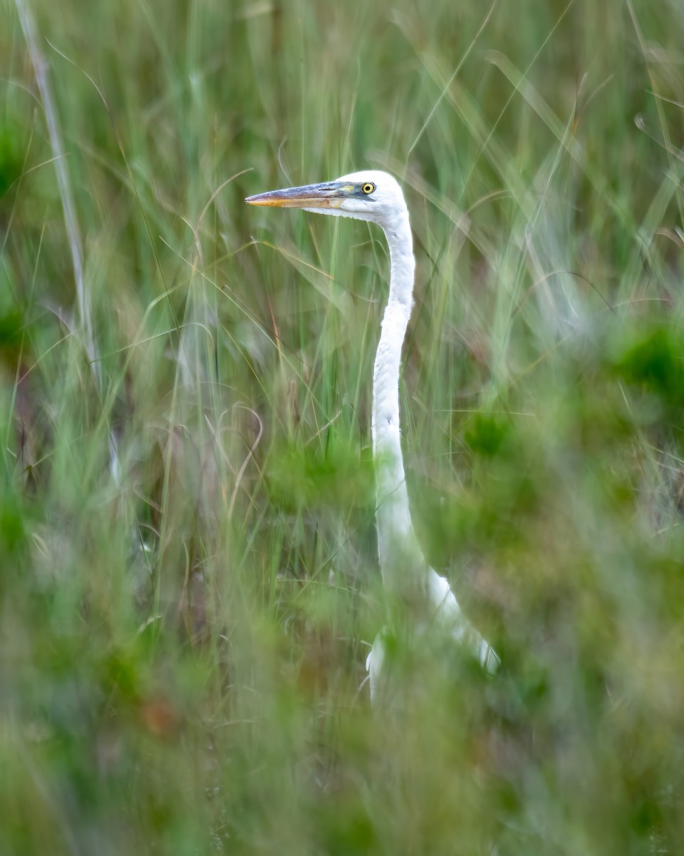 Great Blue Heron (Great White) - ML622402684