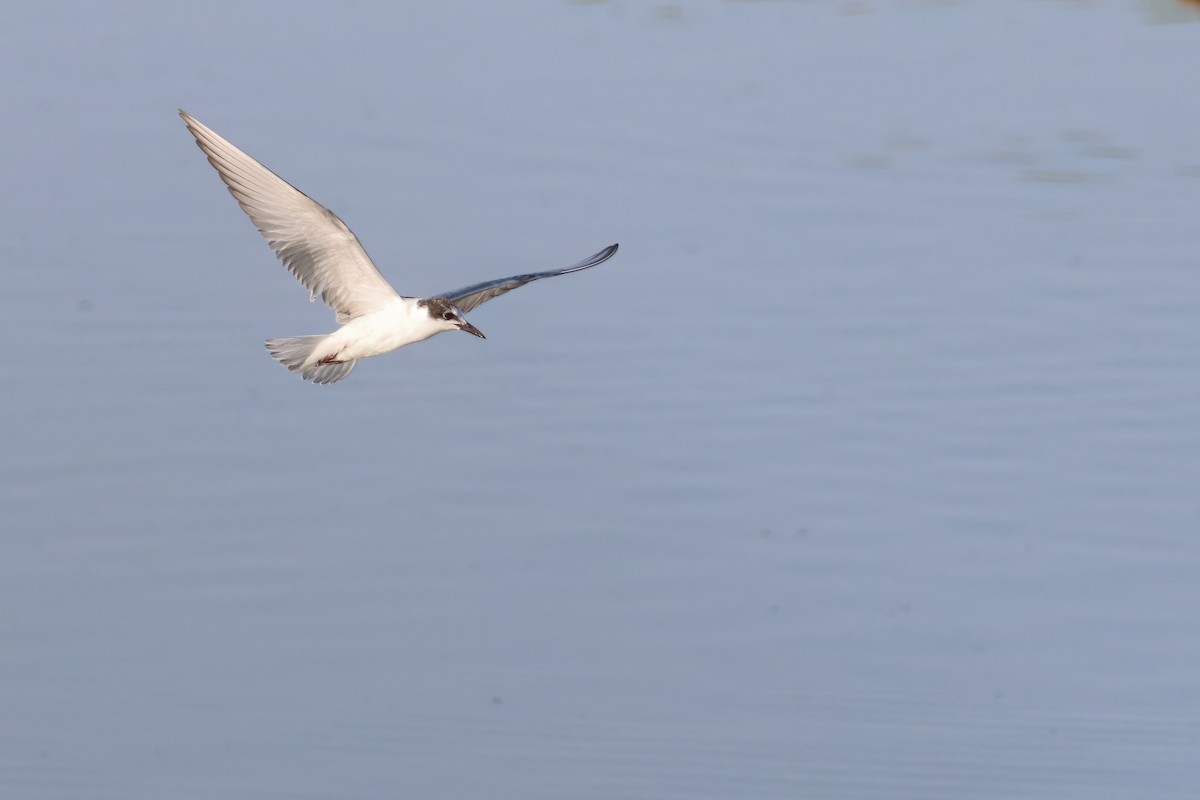 Whiskered Tern - ML622402777