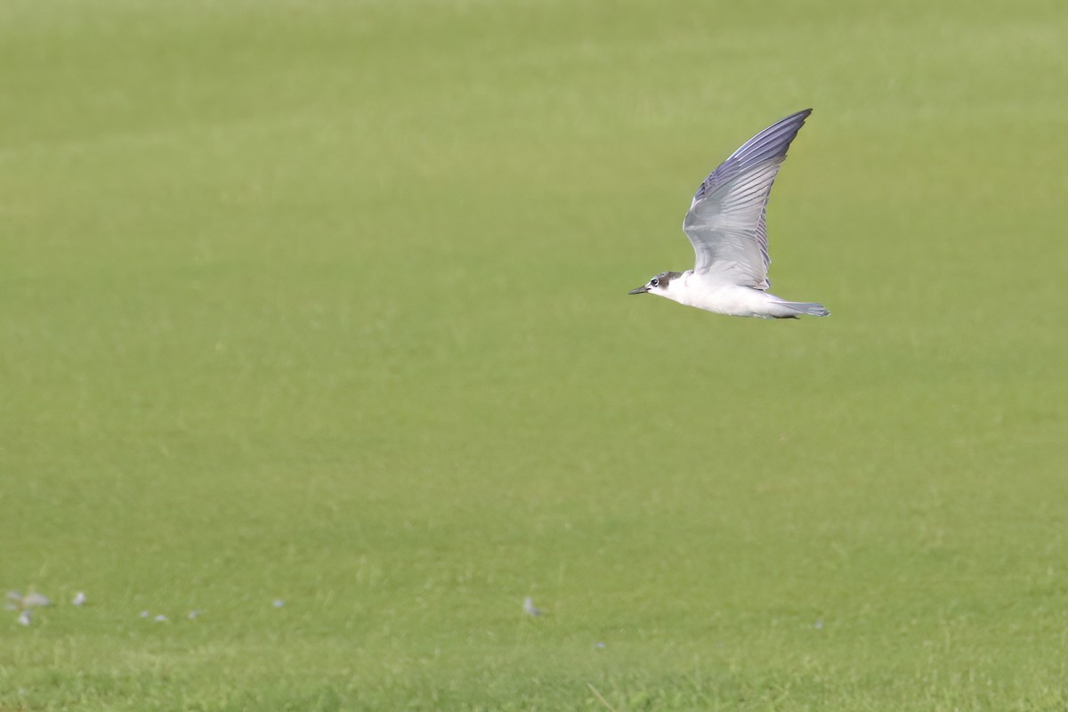 Whiskered Tern - ML622402778