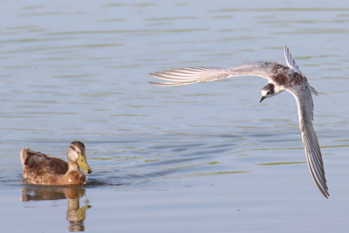 Whiskered Tern - ML622402779