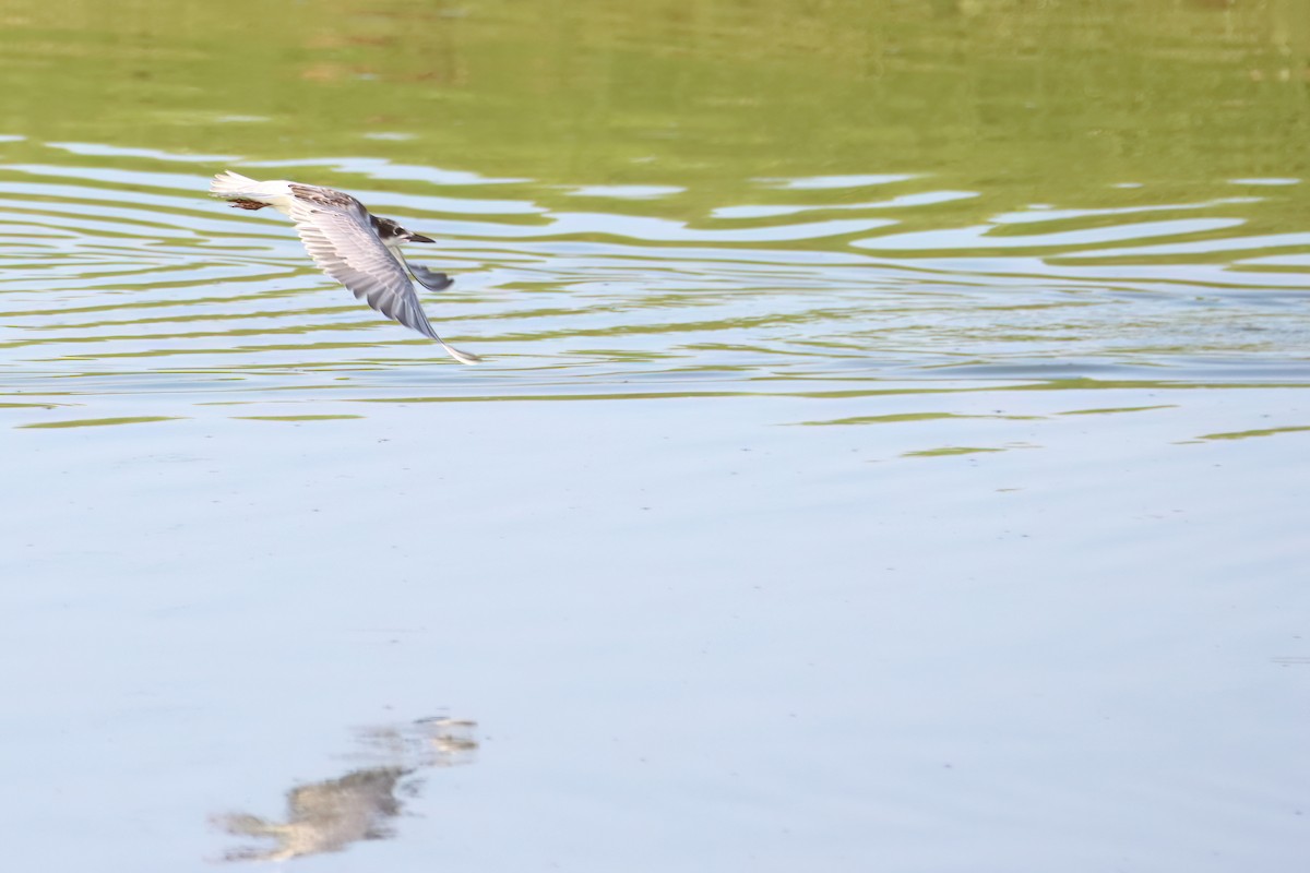 Whiskered Tern - ML622402780