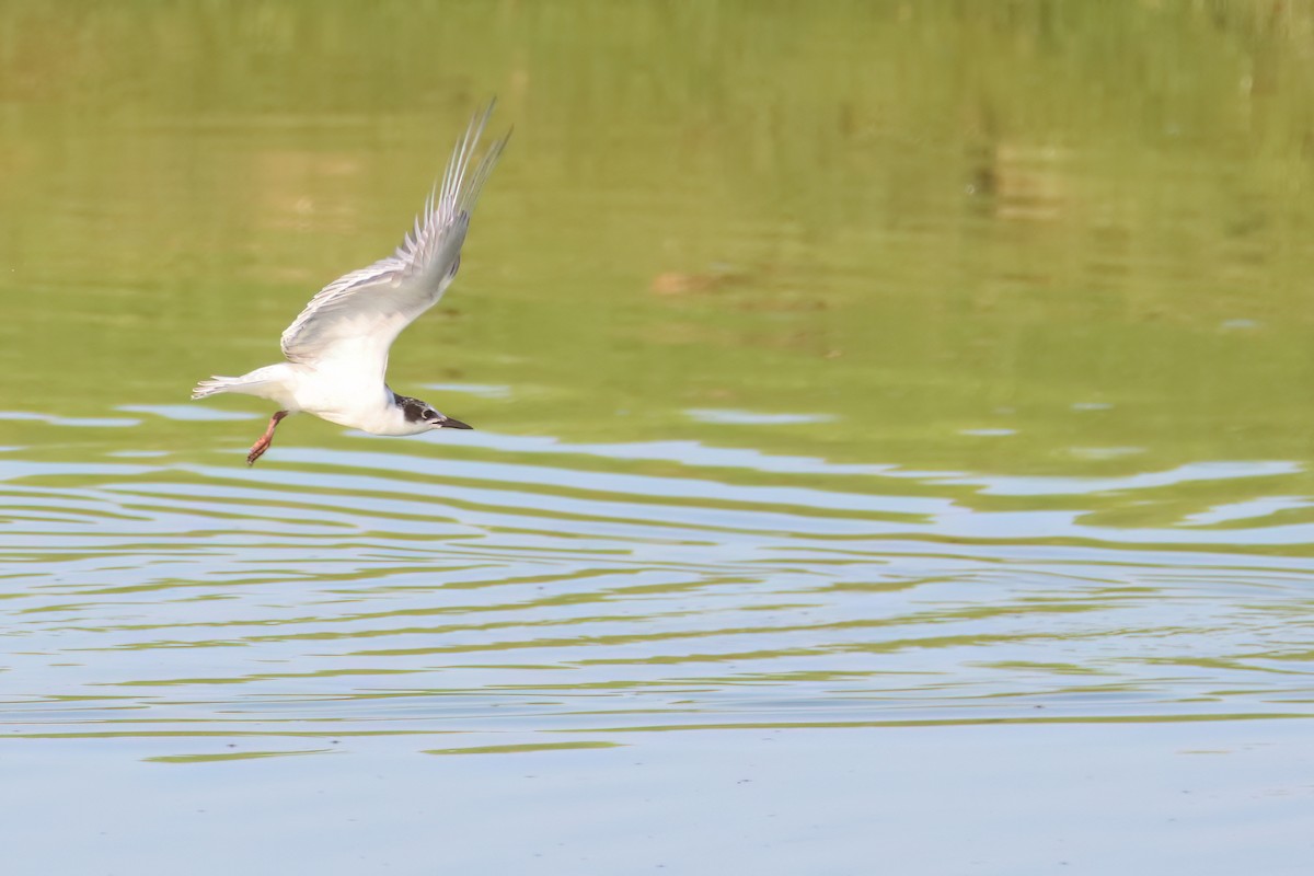 Whiskered Tern - ML622402781